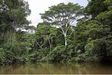 开发者吐槽《瘟疫传说：安魂曲》宁愿满屏老鼠 也不给60帧